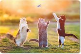 Sous-main 60x40 cm - Tapis de souris Chats - Papillons - Coucher de soleil - Herbe - Nature - Sous-main XL - Protection de sous-main - Tapis de souris Ordinateur