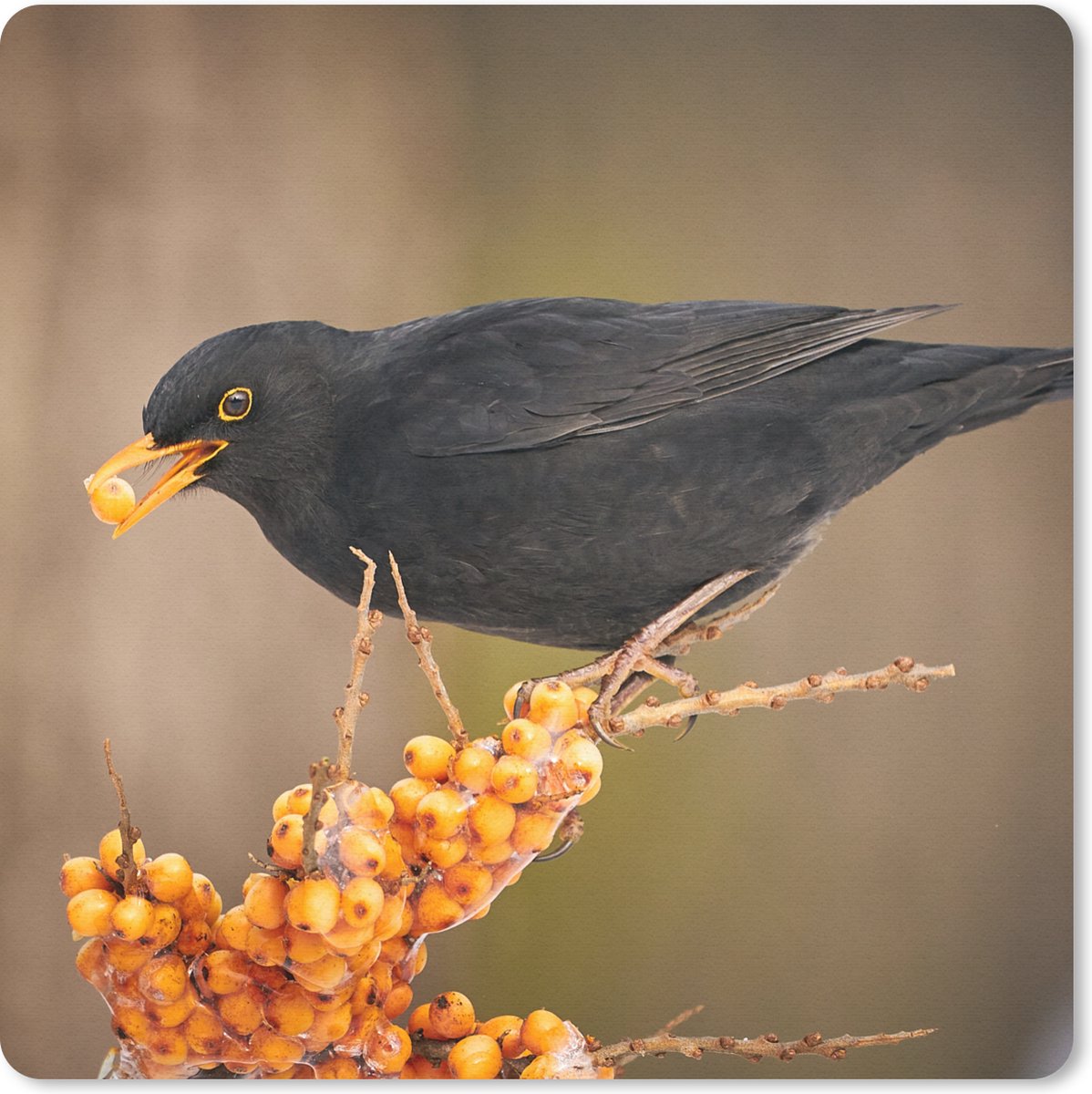 Muismat 20x20 cm - Mousepad Vogel - Merel - Winter - IJs - Bes - Muismatten