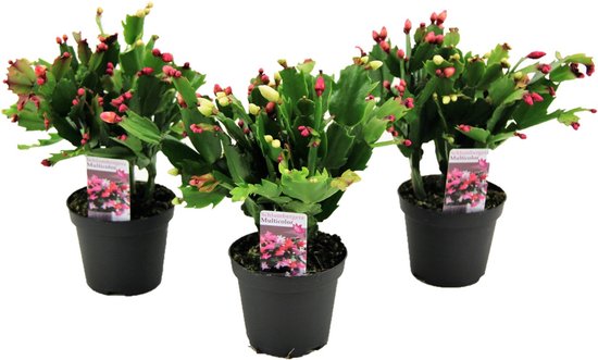 Plant in a Box - Schlumbergera Tricolor - Cactus de Noël - Cactus à fleurs  colorées -... | bol.com