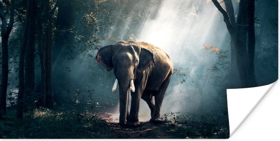 Poster Olifant - Dieren - Licht - Bos - Natuur - Wilde dieren