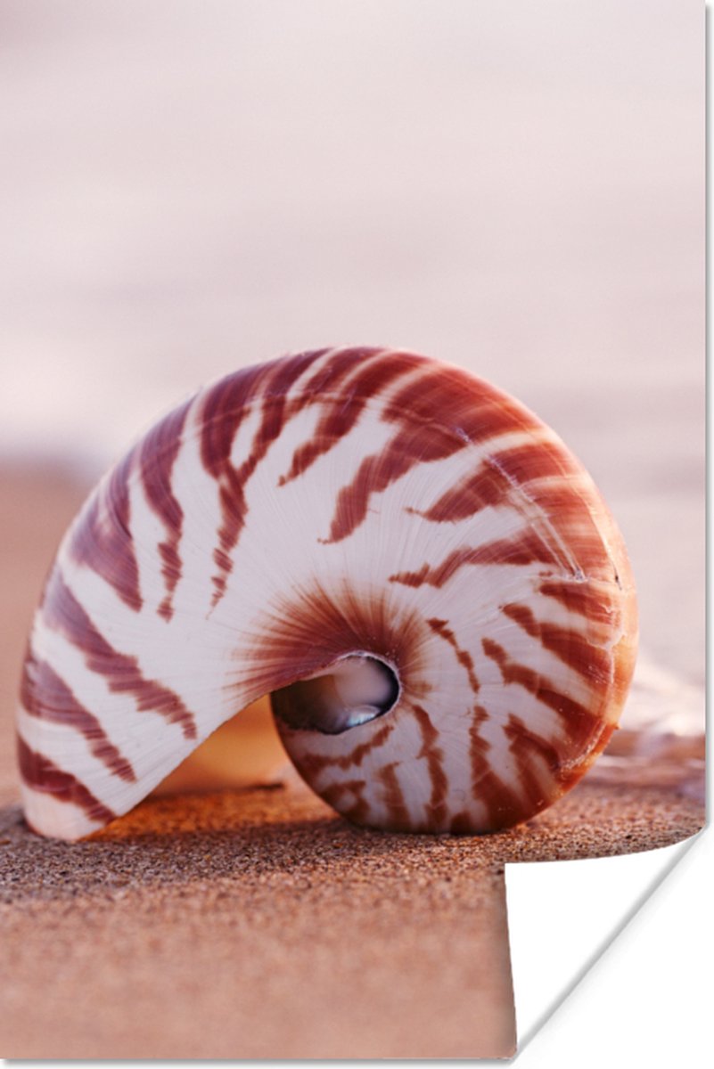 Poster Schelp - Strand - Zee - Zand - 40x60 cm