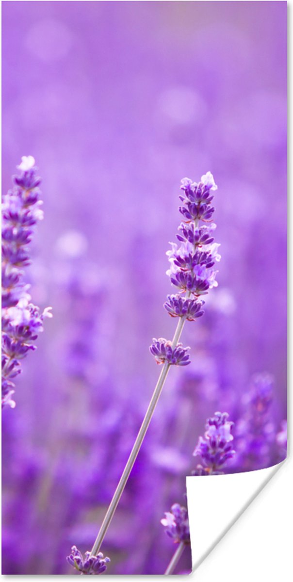 Poster Lavendel - Close-up - Bloemen - Paars - 40x80 cm