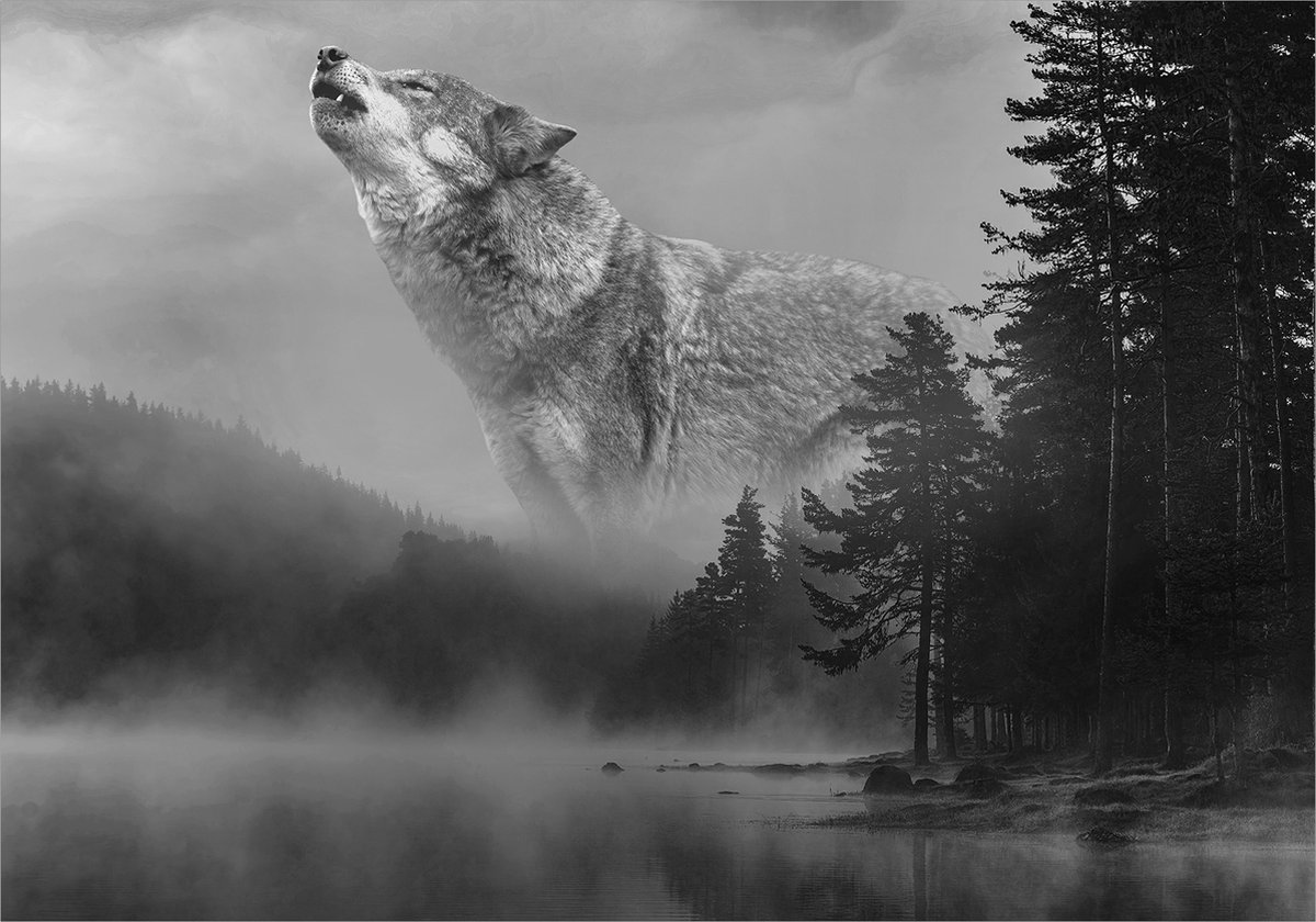 Fotobehangkoning - Behang - Vliesbehang - Fotobehang Wolf in het Bos - 150 x 105 cm