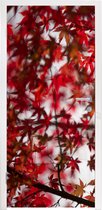 Deursticker Rode bladeren van een Japanse esdoorn - 75x205 cm - Deurposter
