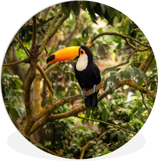 Cercle mural - Cercle mural - Vogel - Toucan - Jungle - Nature - Plastique - Tableaux ronds - 150x150 cm - Cercle Décoration murale - Cercle mural jungle - Cercle mural oiseau