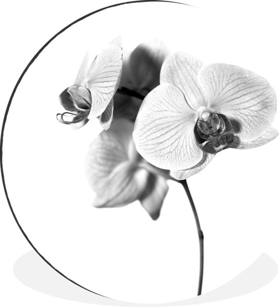 Cercle mural - Cercle mural - Fleur d'orchidée rose - noir et blanc - Aluminium - Dibond - ⌀ 30 cm - Intérieur et Extérieur