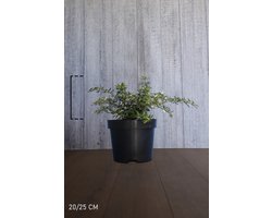 Plants Online - Haagplanten - Berberis verruculosa - Pot 20-25 cm - set van 10 - Inbraakwerend - Langzame groeier - Prachtige herfstkleur - Wintergroen