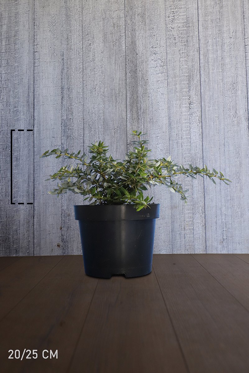 Plants Online - Haagplanten - Berberis verruculosa - Pot 20-25 cm - set van 10 - Inbraakwerend - Langzame groeier - Prachtige herfstkleur - Wintergroen