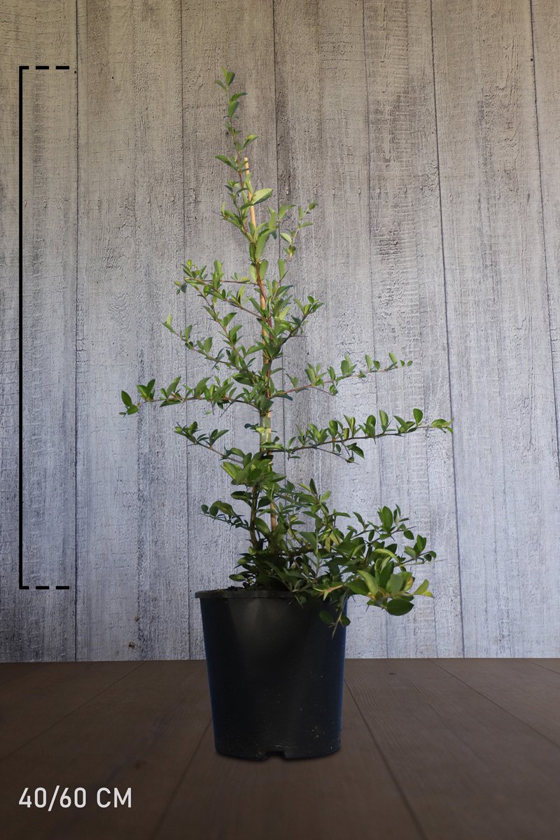 Plants Online - Haagplanten - Heesters - Vuurdoorn 'Soleil d’Or' - Pot 40-60 cm - set van 10 - Bloeiende plant - Inbraakwerend - Populair bij vogels - Vruchtdragend - Wintergroen