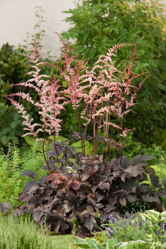 3 stuks | Astilbe 'Chocolate Shogun' P9 cm | bol