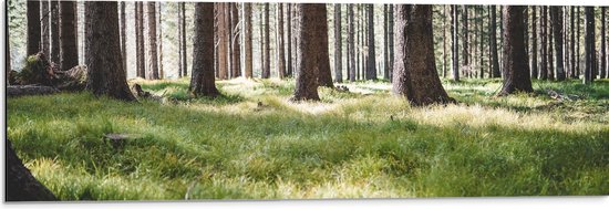 WallClassics - Dibond - Groen Gras in het Bos - 90x30 cm Foto op Aluminium (Met Ophangsysteem)