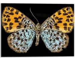 Dibond - Apodemia Vlinder met Zwarte Achtergrond - 40x30 cm Foto op Aluminium (Met Ophangsysteem)