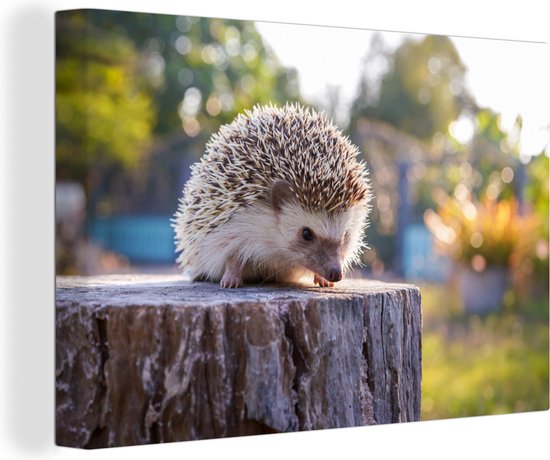 Hérisson assis sur un tronc d'arbre 120x80 cm - impression photo sur toile peinture (Décoration murale salon / chambre à coucher) / Animaux sauvages Peintures Toile