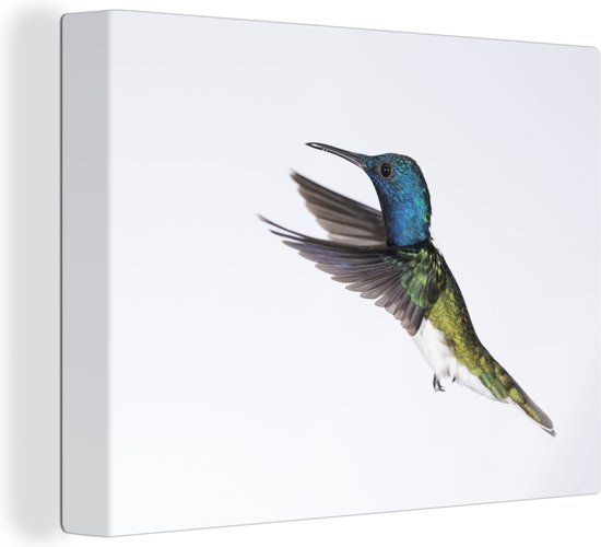 Canvas Schilderij Vogel - Kolibrie - Blauw - Groen - 80x60 cm - Wanddecoratie
