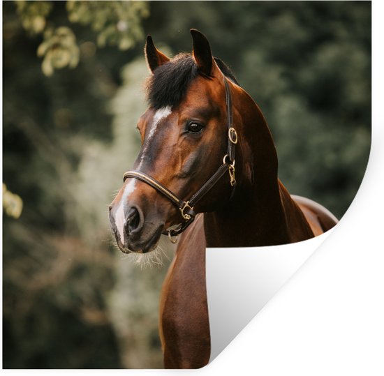 Stickers muraux - Cheval - Branches - Portrait - 100x100 cm - Film Adhésif XXL