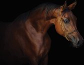 Fotobehangkoning - Behang - Fotobehang - Bruin Paard op Zwarte Achtergrond - Vliesbehang - 152,5 x 104 cm