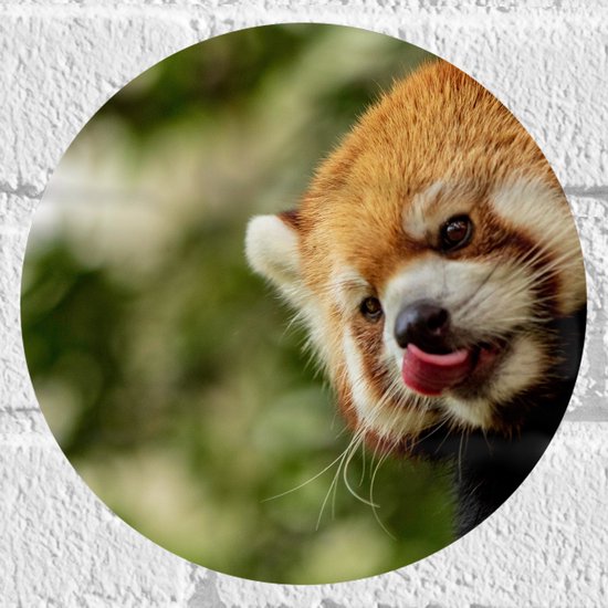 WallClassics - Muursticker Cirkel - Kleine Rode Panda heeft Honger - 20x20 cm Foto op Muursticker