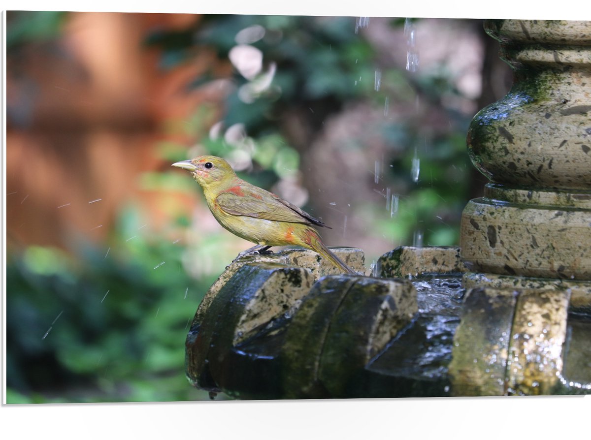 PVC Schuimplaat- Gele Tangare Vogel bij een Fontein - 75x50 cm Foto op PVC Schuimplaat