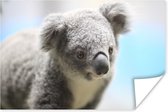 Poster Koala - Portret - Dier - Kinderen - Jongens - Meiden - 30x20 cm