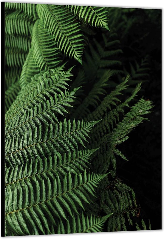 Dibond –Close Up Foto van Plant– 80x120 Foto op Aluminium (met ophang)