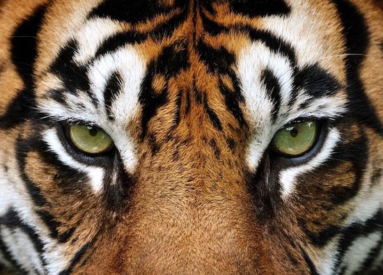 Peinture - Yeux de tigre, 2 tailles, impression Premium | bol.com