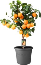 Citrus aurantifolia 'Red Lime' - Limoenboom met vruchten - Incl. ELHO sierpot antraciet - ↑ 85-90cm - Pot Ø 40cm