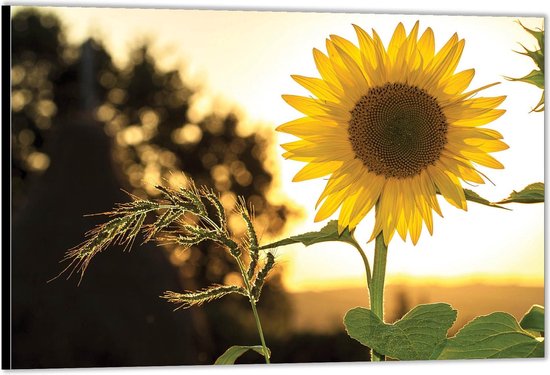 Dibond -Gele Zonnebloem tussen Foto op Aluminium (Wanddecoratie van metaal)