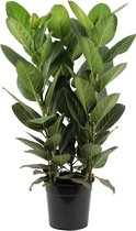 Kamerplant van Botanicly – Banyan – Hoogte: 75 cm – Ficus benghalensis