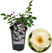 Rosa Floribunda 'Kirstall' - Trosroos op pot - Wit - ↑ 35-40cm - Ø 17cm