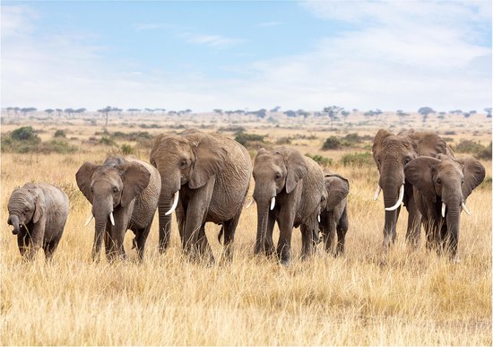 Dieren poster kudde Afrikaanse olifanten A1 - 84 x 59 cm - kinderkamer  decoratie... | bol.com