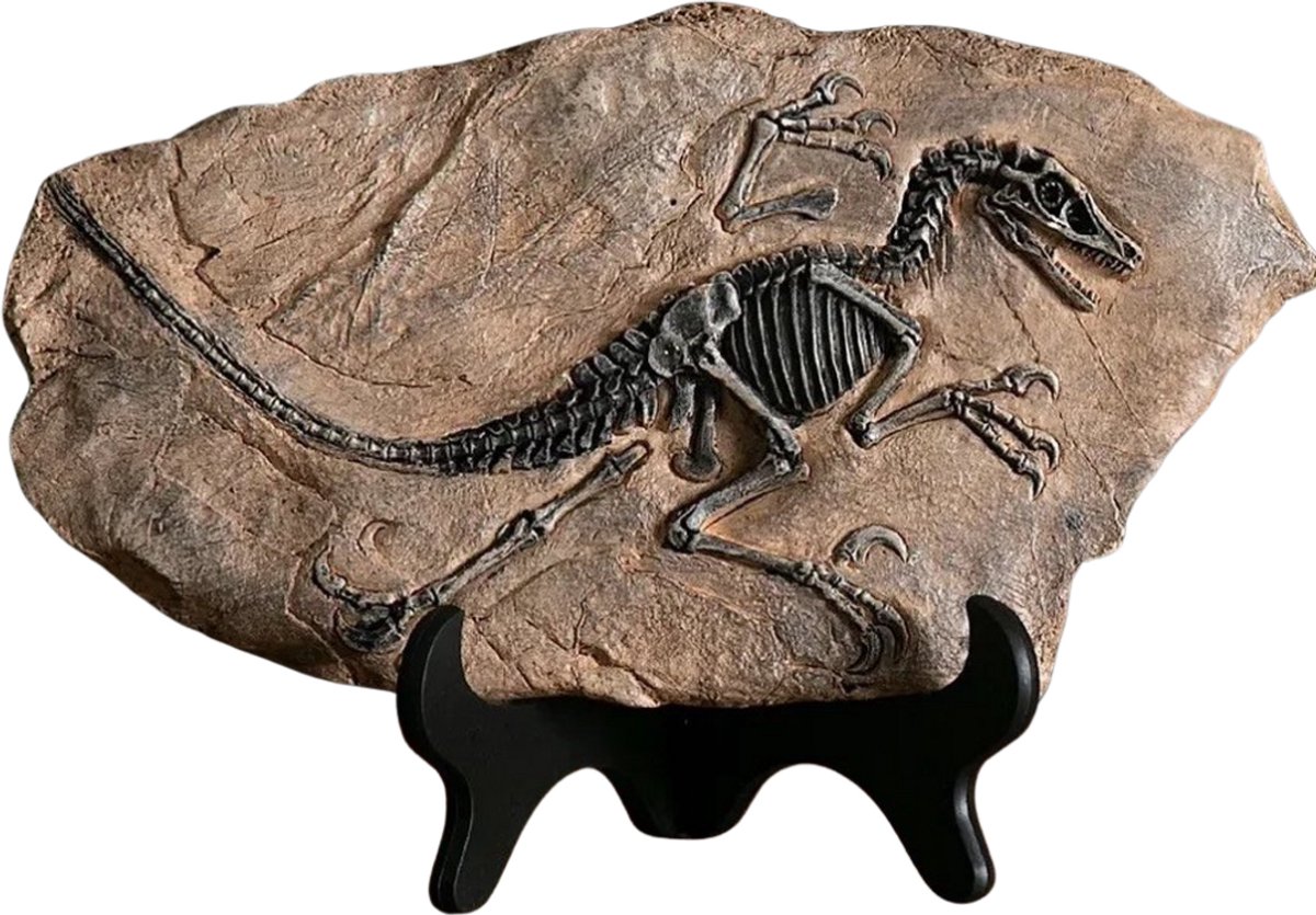 T rex Fossiel Replica – 30 cm Breed – Decoratief Dinosaurus Beeld – Gemaakt van Hoogwaardig Resin