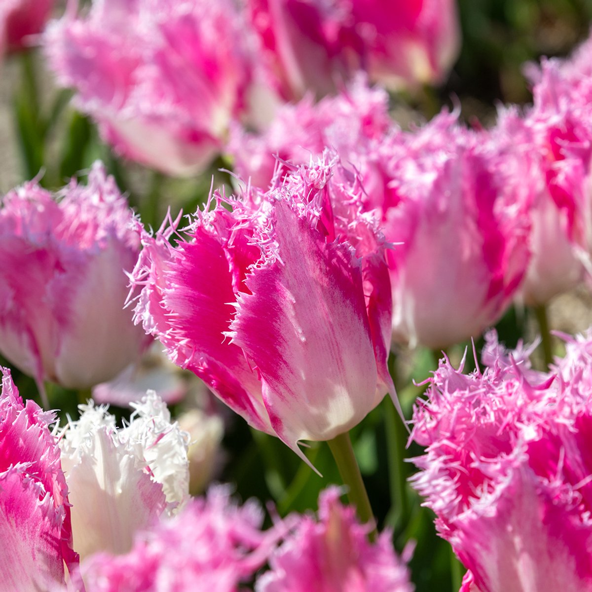 Tulp Drakensteyn | 10 stuks | Gefranjerd | Roze | Wit | Tulpenbollen