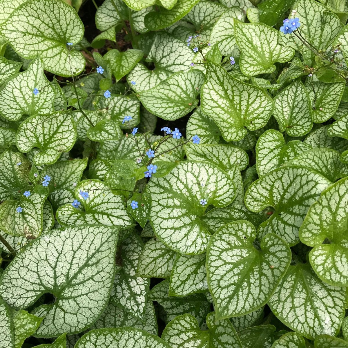 Kaukasisch vergeet-mij-nietje (Brunnera Macrophylla) - 6x - Kaukasische Vergeet-mij-niet Jack Frost - Brunnera - Vaste planten