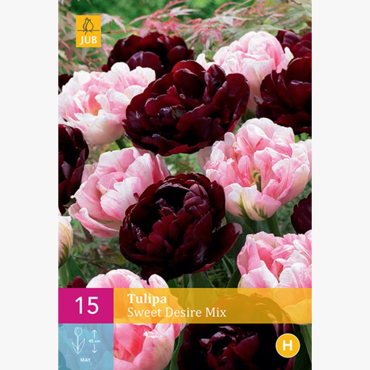 Tulp (Tulipa) - en Victoria mix - double - Snijbloemen - Voorjaarsbollen - bloeit in April / Mei