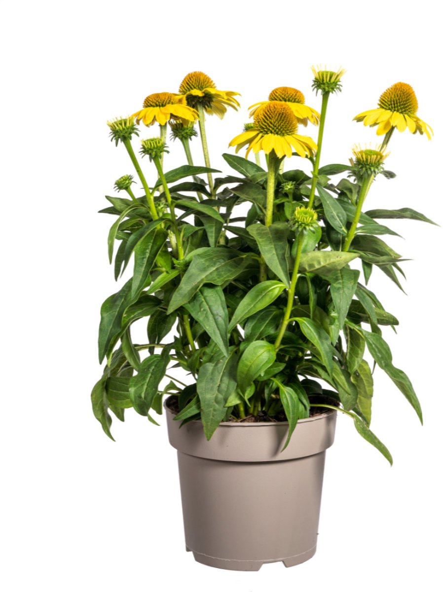 Tuinplantenshop.com | Echinacea Purpurea - gele bloemen - Ø19cm - 60-70cm hoog - Tuinplant