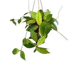 Hoya Callistophylla Kamerplant Potmaat Ø14 cm |Vers Van De Kweker