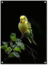 Tuinposter 60x80 cm - Tuindecoratie Parkiet - Tak - Bladeren - Geel - Poster voor in de tuin - Buiten decoratie - Schutting tuinschilderij - Tuindoek muurdecoratie - Wanddecoratie balkondoek