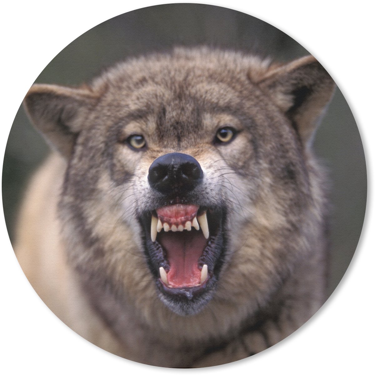 Muismat rond 20x20 cm - Mousepad Wolf - Bek - Tanden - Ronde muismatten