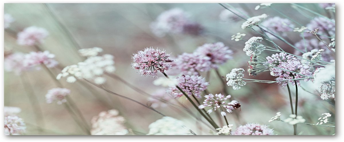 Tulup Glasschilderij - Foto Schilderij Op Glas Knoflookbloemen - 125 cm x 50 cm - Weiß Schilderij Glas - Schilderij Op Glas - Moderne Glaspanelen - Schilderij Glas - Glasdecoratie voor het Kantoor