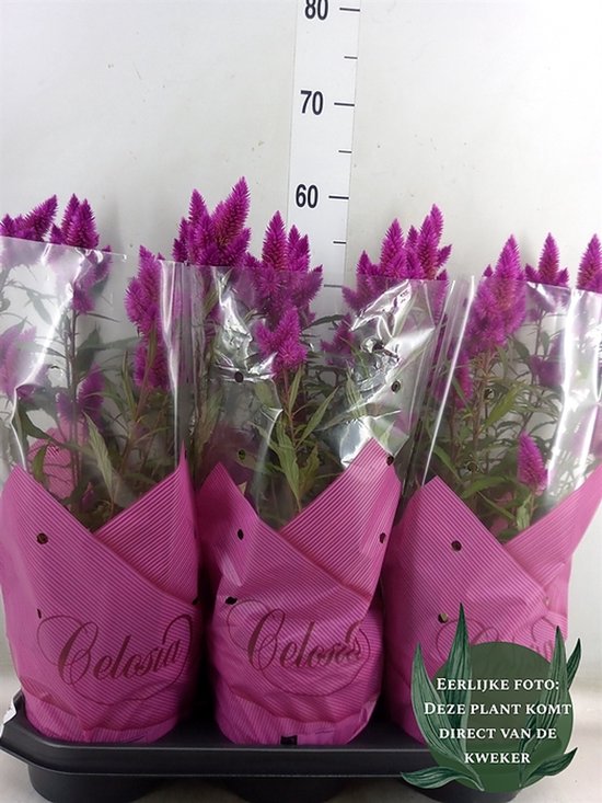 Tillandsia Luchtplant in Decor - 14 cm - Hoogte: 37 cm