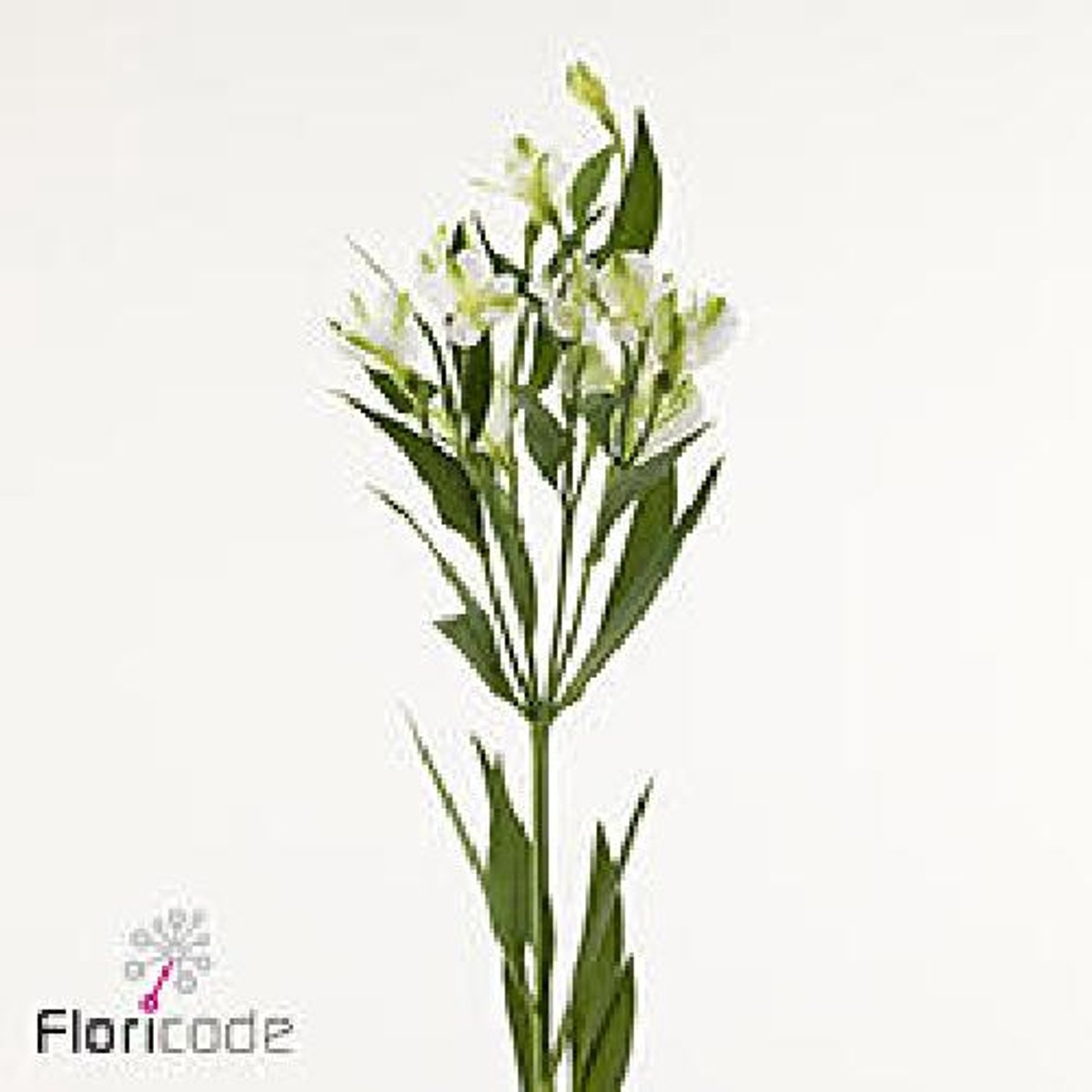 10x Alstroemeria flor.charmelia alba 70cm