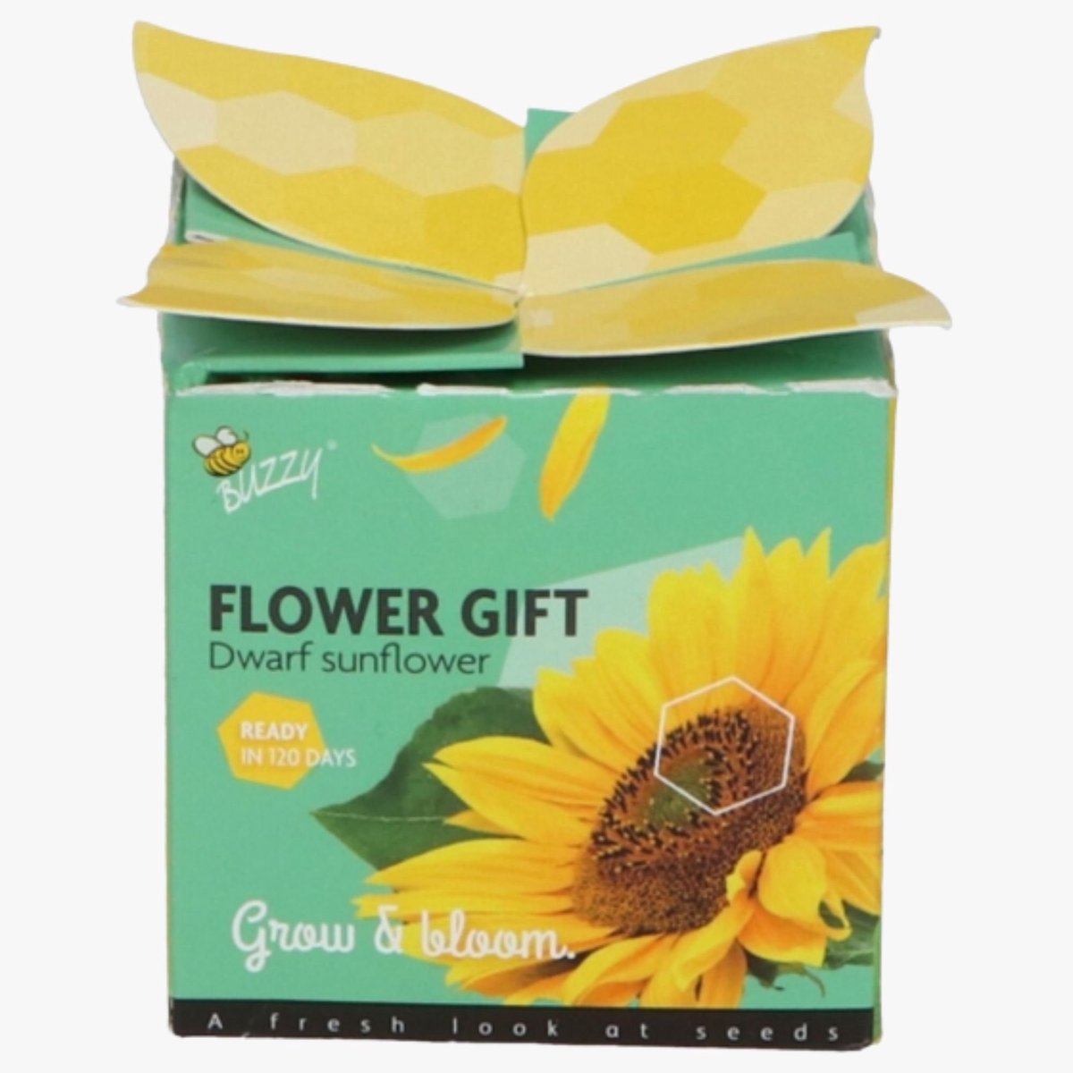 Zonnebloem (Helianthus annuus) - Buzzy Flower Gift Helianthus (1 Doosje) - Snijbloemen - (Ook)-Voor in huis - bloeit in Juli / Augustus / September