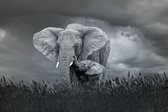 Afbeelding op acrylglas- Moeder en baby olifant, 80x60cm.  Zwart-Wit,   Premium print