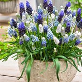 40x Muscari armeniacum - Blauwe Druifjes - Blauw Wit - Winterhard - 40 bloembollen Ø 6-7cm