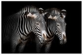 Zebra koppel op zwarte achtergrond - Foto op Akoestisch paneel - 225 x 150 cm