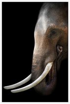 Aziatische olifant op zwarte achtergrond - Foto op Akoestisch paneel - 100 x 150 cm