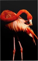 Flamingo op zwarte achtergrond - Foto op Forex - 60 x 90 cm