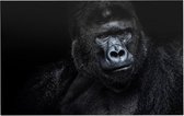 Silverback gorilla op zwarte achtergrond - Foto op Forex - 45 x 30 cm