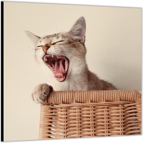 Dibond –Gapende Kat op Rieten stoel– 100x100 Foto op Aluminium (Met ophangl)