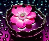 Diamond Painting Roze vallende bloem 30x40cm. (Volledige bedekking - Vierkante steentjes) diamondpainting inclusief tools